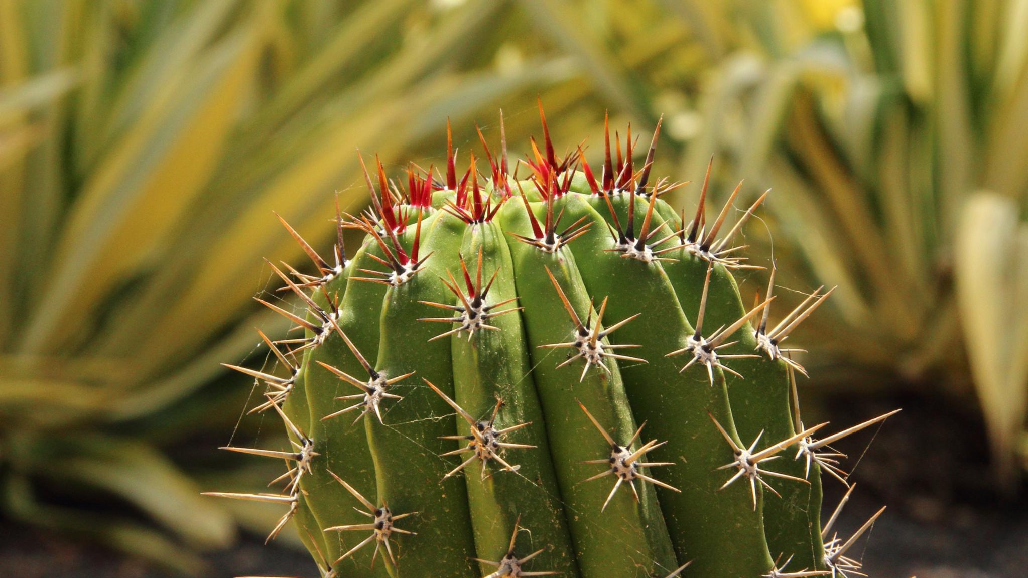 grüner stacheliger Kaktus