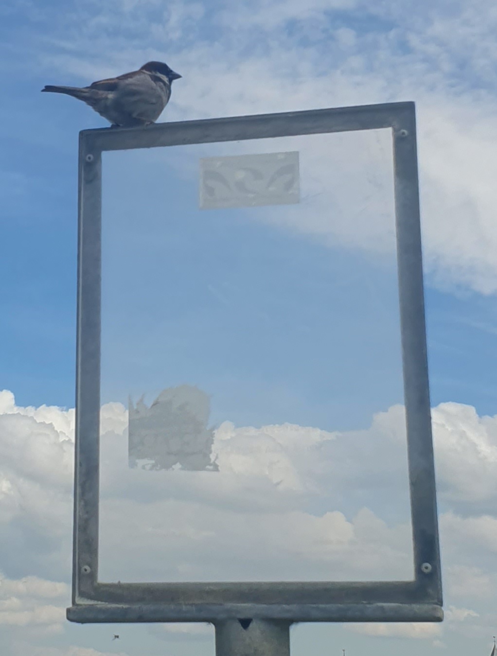 Bilderrahmen auf dem ein Vogel sitzt im Hintergrund sieht man den Himmel und Wolken